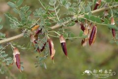 树锦鸡儿Caragana arborescens