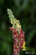 薄叶猪屎豆Crotalaria kurzii