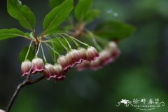 灯笼树Enkianthus chinensis