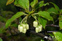 晚花吊钟花Enkianthus serotinus