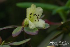 树枫杜鹃Rhododendron changii