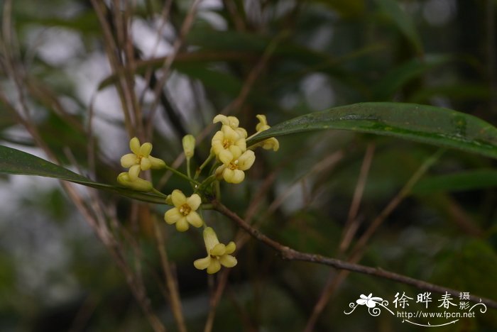 狭叶柄果海桐Pittosporum podocarpum var. angustatum