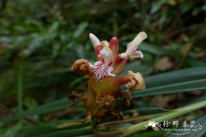 狭叶山姜Alpinia graminifolia