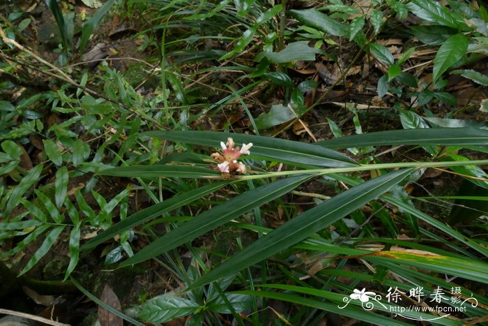 狭叶山姜Alpinia graminifolia