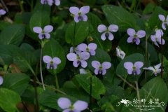 南岭堇菜 Viola nanlingensis