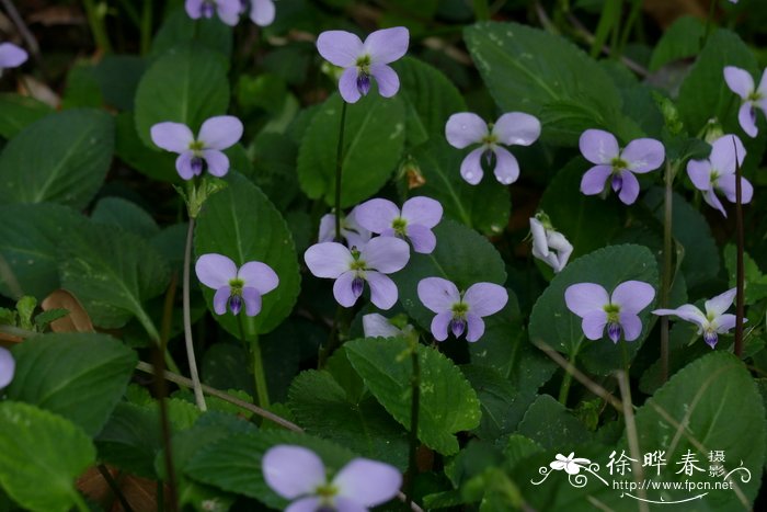 南岭堇菜 Viola nanlingensis