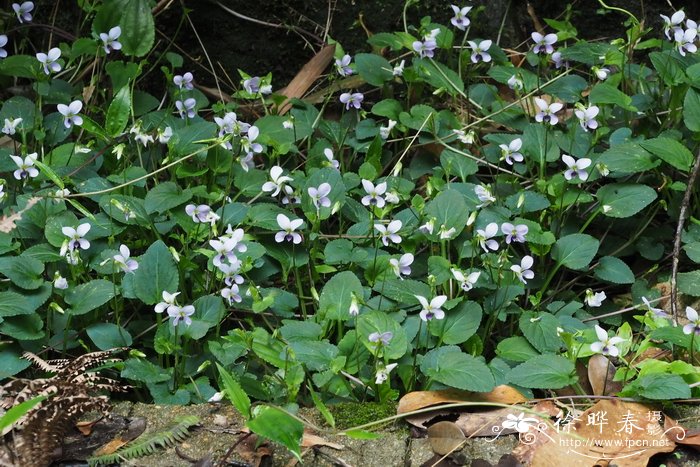 南岭堇菜 Viola nanlingensis