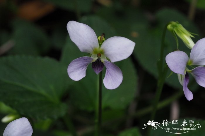 南岭堇菜 Viola nanlingensis