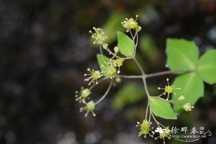 云南红景天Rhodiola yunnanensis