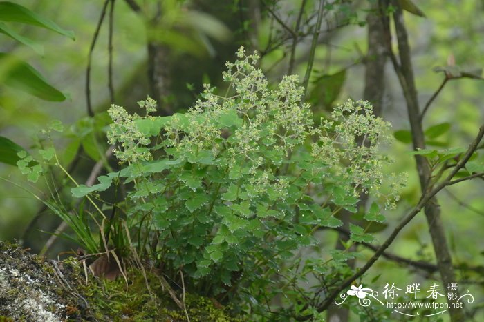 云南红景天Rhodiola yunnanensis