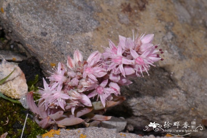 瓦松Orostachys fimbriata