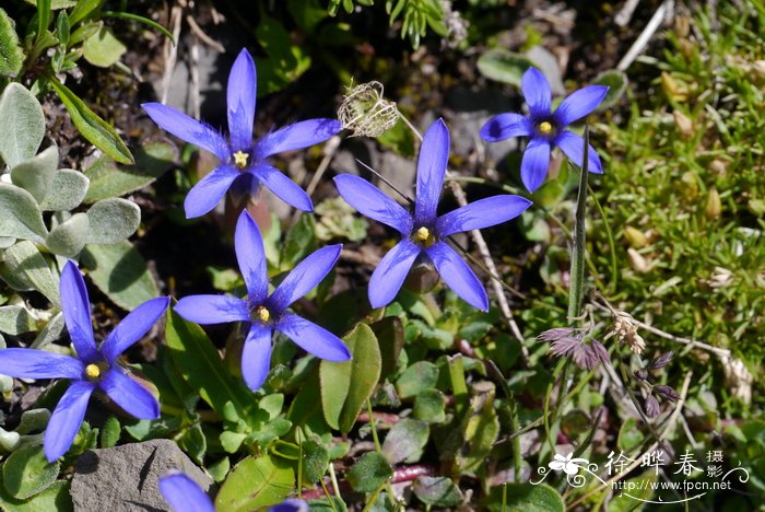 灰毛蓝钟花Cyananthus incanus