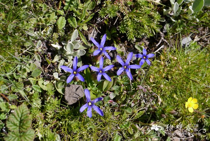 灰毛蓝钟花Cyananthus incanus