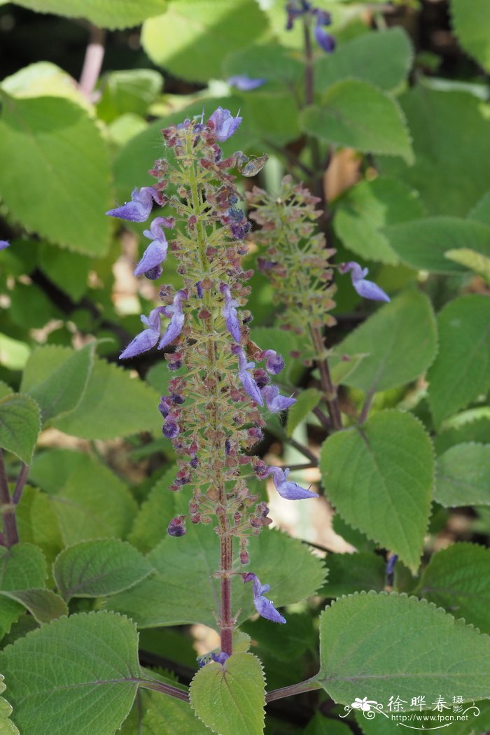 Plectranthus shirensis