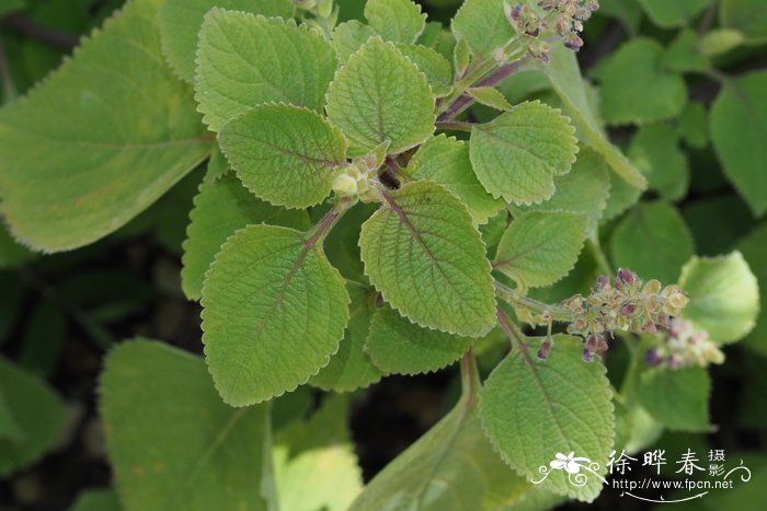 Plectranthus shirensis