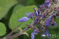 Plectranthus shirensis