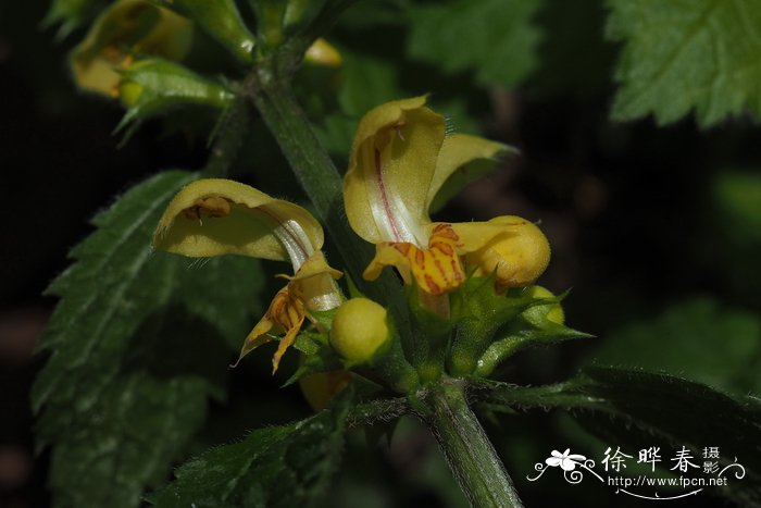 花野芝麻Lamium galeobdolon