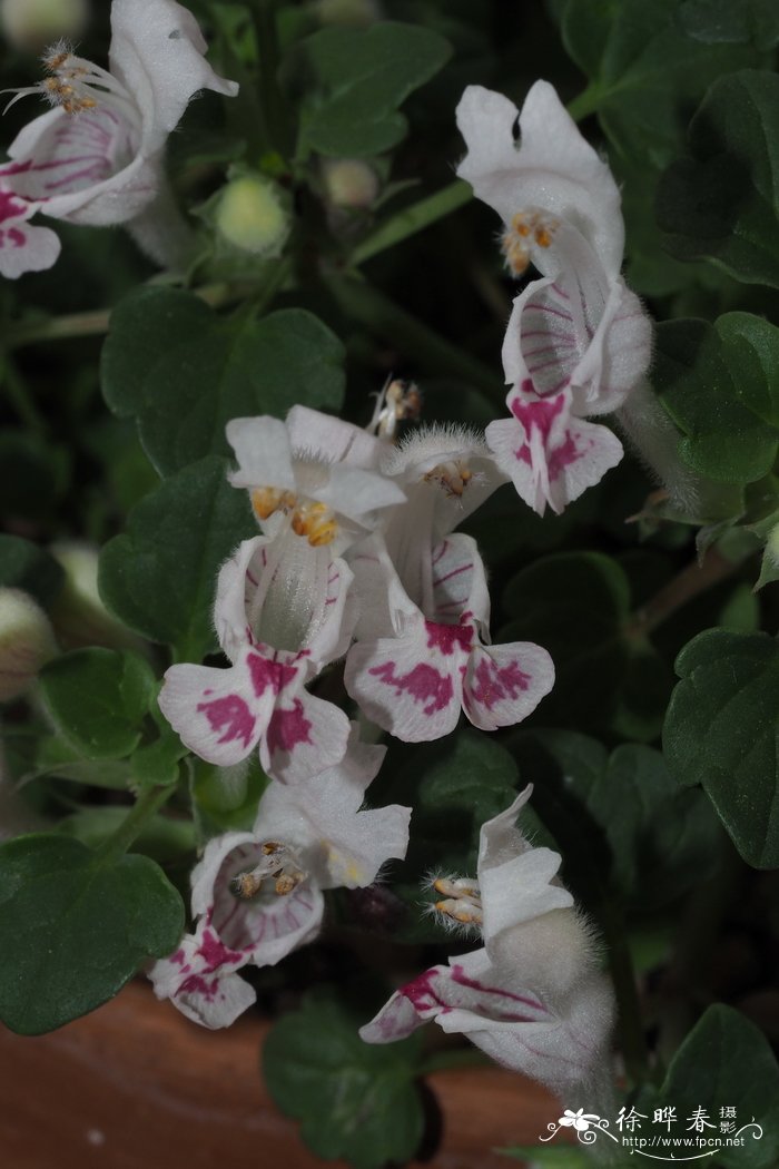 紫纹野芝麻Lamium garganicum subsp. striatum