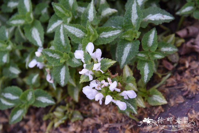 '白南茜'紫花野芝麻Lamium maculatum 'White Nancy'