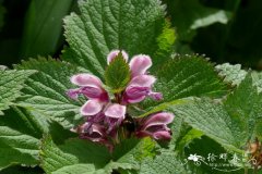 贵野芝麻Lamium orvala