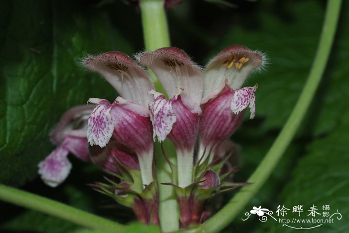 贵野芝麻Lamium orvala