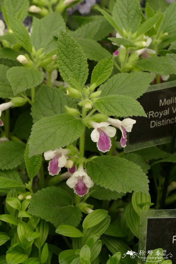 ‘天鹅绒’异香草Melittis melissophyllum ‘Royal Velvet Disti