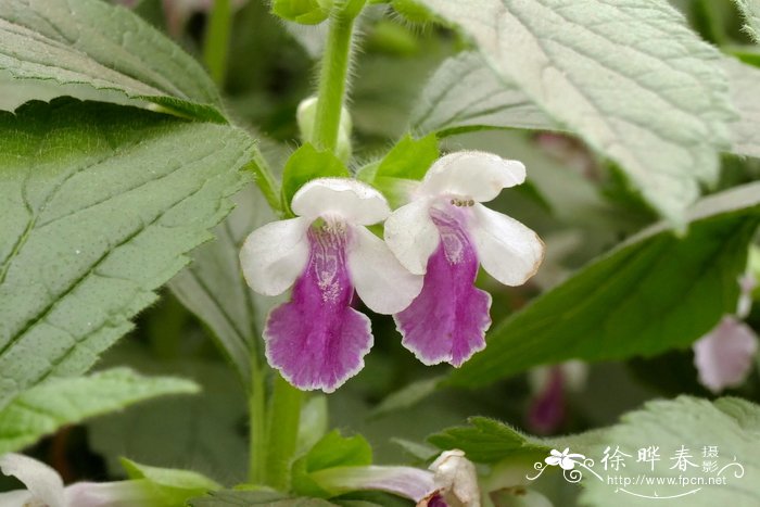 ‘天鹅绒’异香草Melittis melissophyllum ‘Royal Velvet Disti