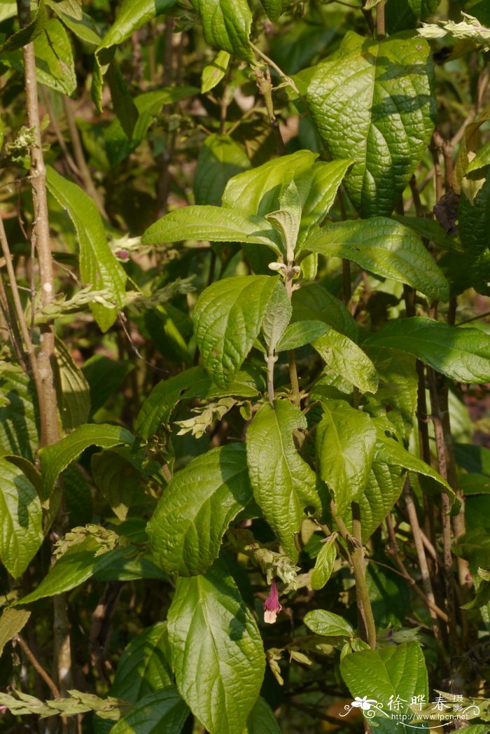 小齿锥花Gomphostemma microdon