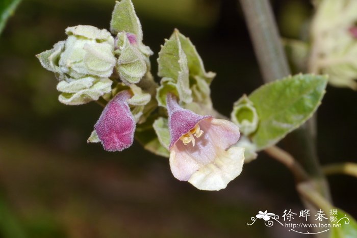 小齿锥花Gomphostemma microdon