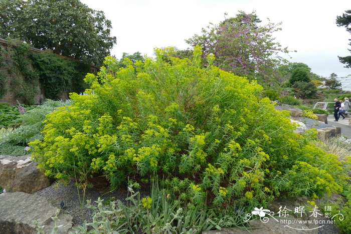 角果大戟Euphorbia ceratocarpa