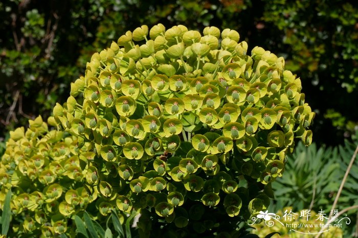 ‘约翰汤姆森’常绿大戟Euphorbia characias subsp. wulfenii ‘