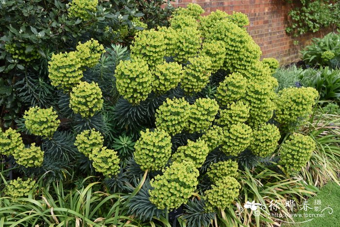 地中海大戟Euphorbia characias