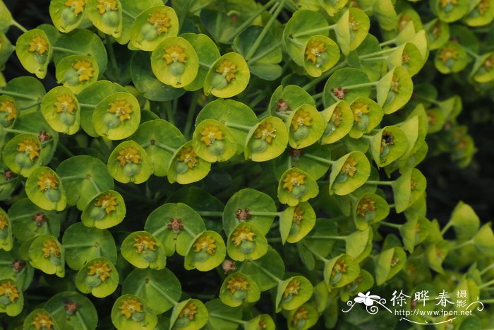 地中海大戟Euphorbia characias