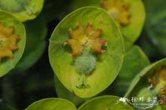 地中海大戟Euphorbia characias