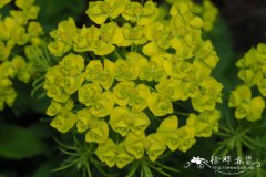 细叶大戟Euphorbia cyparissias