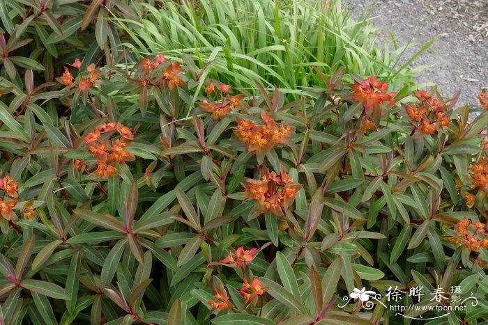 圆苞大戟Euphorbia griffithii