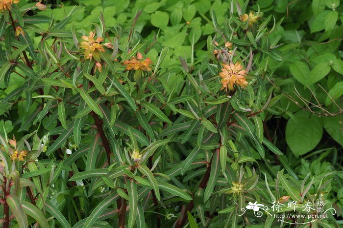 '德克斯特'圆苞大戟 Euphorbia griffithii 'Dixter'