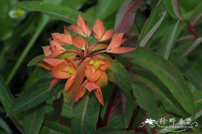 '德克斯特'圆苞大戟 Euphorbia griffithii 'Dixter'