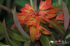 '橙红'圆苞大戟 Euphorbia griffithii 'Fireglow'