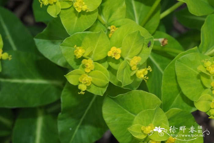 冬大戟Euphorbia hyberna