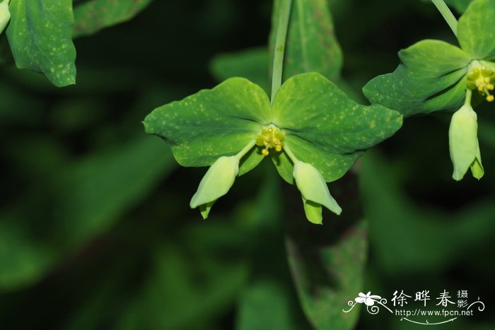 甘遂 Euphorbia kansui