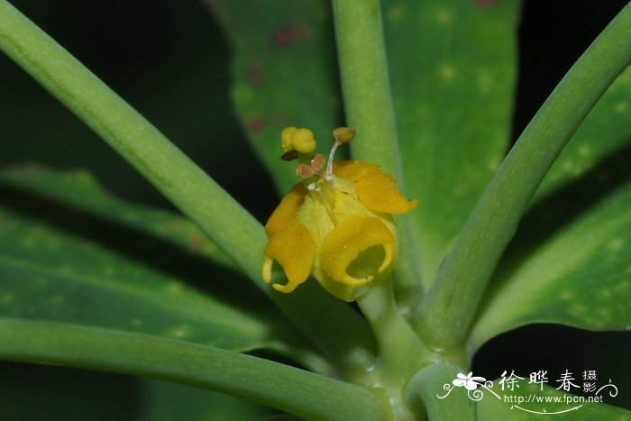 甘遂 Euphorbia kansui