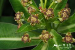 密腺大戟Euphorbia mellifera