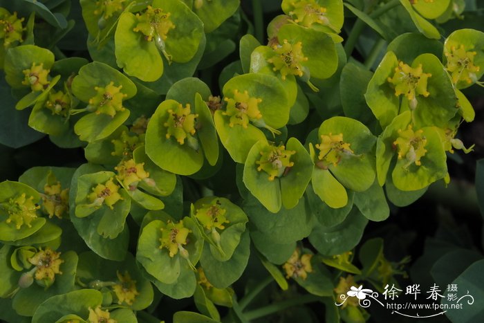 铁仔大戟Euphorbia myrsinites