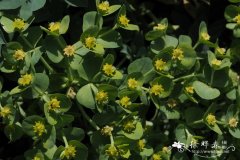 铁仔大戟Euphorbia myrsinites