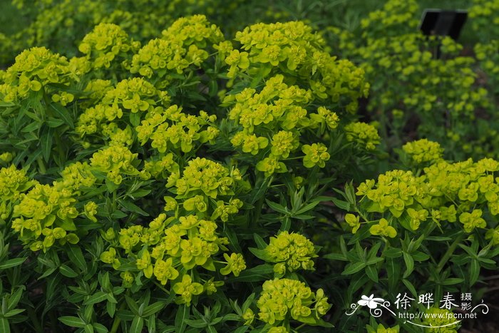 沼生大戟Euphorbia palustris