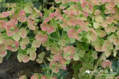 挺叶大戟Euphorbia rigida