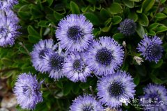 平卧地团花Globularia meridionalis