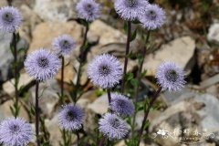 刺叶地团花Globularia spinosa