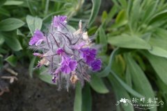 薰衣草花色水苏Stachys lavandulifolia